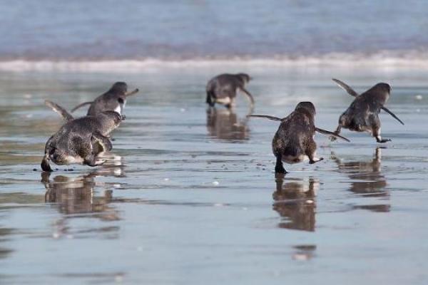 В Новой Зеландии построили подземный тоннель для самых маленьких в мире пингвинов В Новой Зеландии построили подземный тоннель для самых маленьких в мире пингвинов