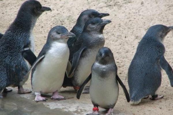 В Новой Зеландии построили подземный тоннель для самых маленьких в мире пингвинов В Новой Зеландии построили подземный тоннель для самых маленьких в мире пингвинов