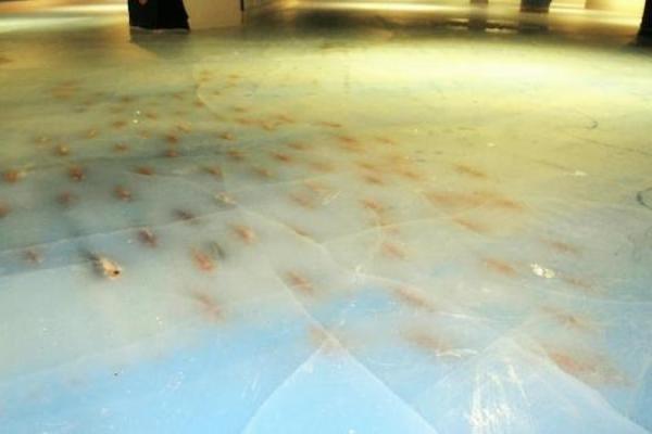 В Японии со скандалом закрыли каток, во льду которого заморожено 5 тысяч рыб В Японии со скандалом закрыли каток, во льду которого заморожено 5 тысяч рыб