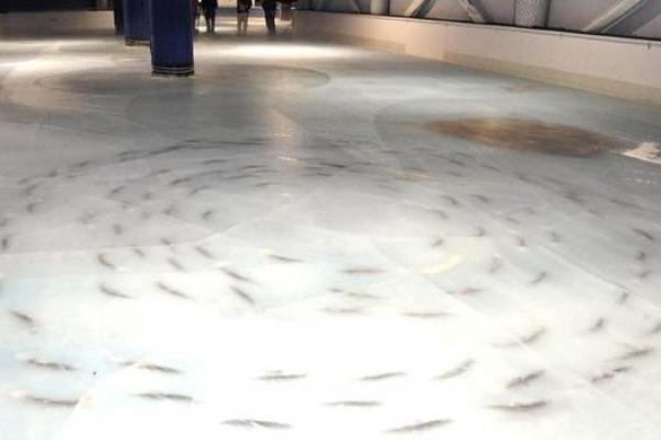 В Японии со скандалом закрыли каток, во льду которого заморожено 5 тысяч рыб В Японии со скандалом закрыли каток, во льду которого заморожено 5 тысяч рыб