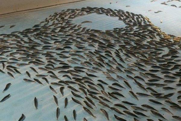 В Японии со скандалом закрыли каток, во льду которого заморожено 5 тысяч рыб В Японии со скандалом закрыли каток, во льду которого заморожено 5 тысяч рыб