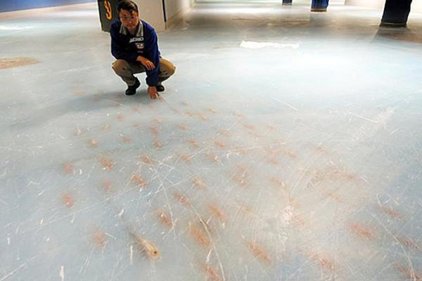 В Японии со скандалом закрыли каток, во льду которого заморожено 5 тысяч рыб В Японии со скандалом закрыли каток, во льду которого заморожено 5 тысяч рыб