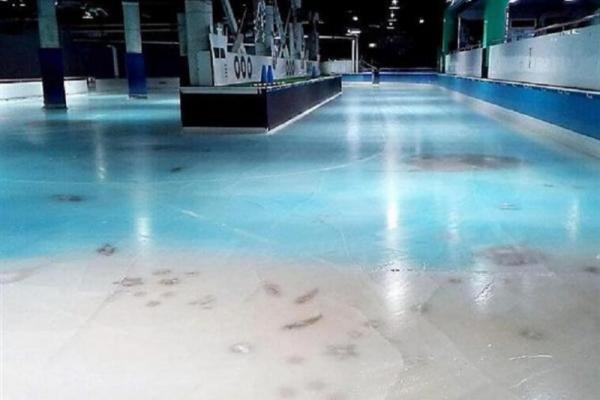 В Японии со скандалом закрыли каток, во льду которого заморожено 5 тысяч рыб В Японии со скандалом закрыли каток, во льду которого заморожено 5 тысяч рыб