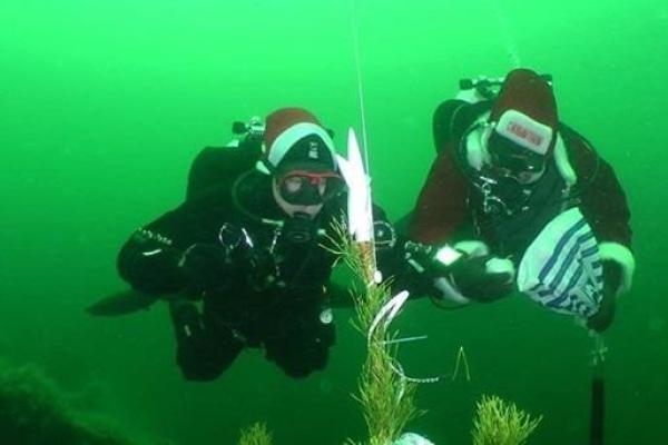 На дне Одесского залива дайверы установили новогоднюю елку На дне Одесского залива дайверы установили новогоднюю елку