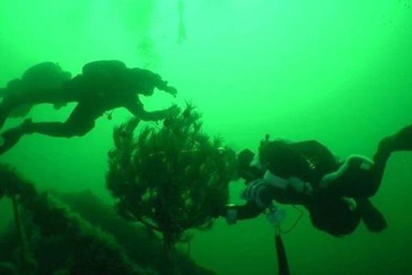 На дне Одесского залива дайверы установили новогоднюю елку На дне Одесского залива дайверы установили новогоднюю елку