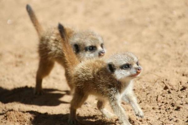 В Сиднее посетителям зоопарка "Таронга" показали шестерых детенышей сурикатов В Сиднее посетителям зоопарка "Таронга" показали шестерых детенышей сурикатов