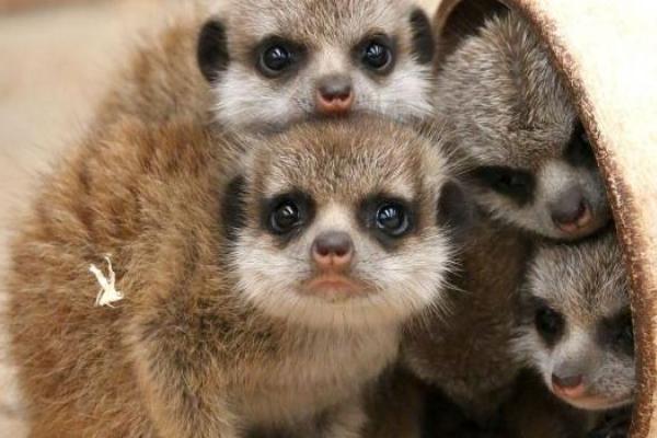 В Сиднее посетителям зоопарка "Таронга" показали шестерых детенышей сурикатов В Сиднее посетителям зоопарка "Таронга" показали шестерых детенышей сурикатов