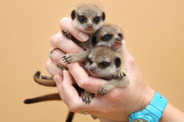 В Сиднее посетителям зоопарка "Таронга" показали шестерых детенышей сурикатов В Сиднее посетителям зоопарка "Таронга" показали шестерых детенышей сурикатов