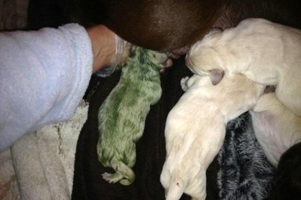 В Британии самка лабрадора родила щенка с зеленой шерстью