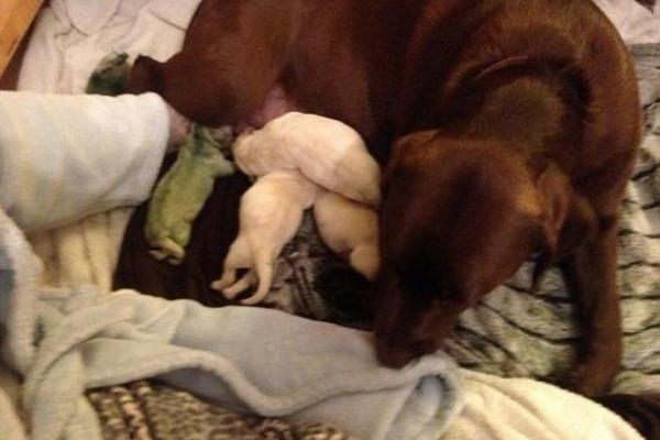 В Британии самка лабрадора родила щенка с зеленой шерстью