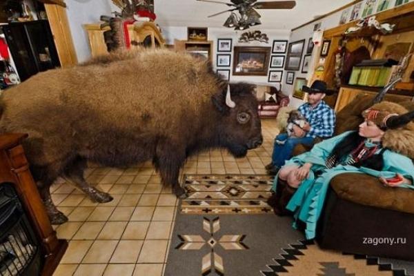 Американская супружеская пара из штата Техас приютила в своем доме огромного бизона