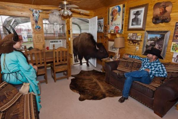Американская супружеская пара из штата Техас приютила в своем доме огромного бизона