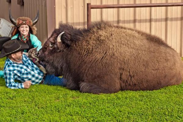Американская супружеская пара из штата Техас приютила в своем доме огромного бизона