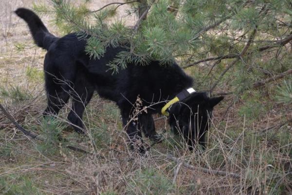В Луганской области силовики обнаружили в лесу два схрона боевиков