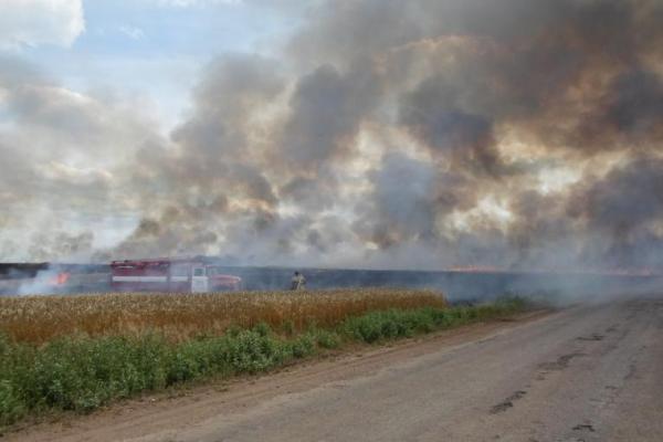 В Донецкой области пожар уничтожил более 60 га пшеницы