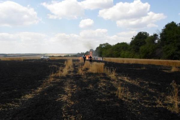 В Донецкой области пожар уничтожил более 60 га пшеницы