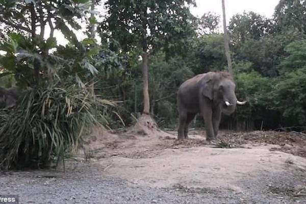 В Таиланде туристы напугали слона и он растоптал гида на глазах отдыхающих