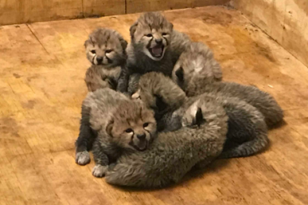 В зоопарке Сент-Луиса самка гепарда произвела на свет рекордное количество детенышей
