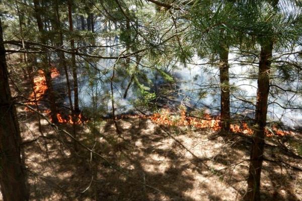 Под Северодонецком из-за обстрелов вражеской артиллерии выгорело 15 га леса