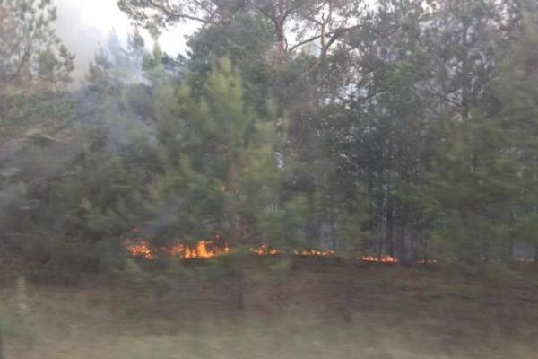 Лесной пожар в зоне ЧАЭС: на месте возгорания найдены факелы, полиция проверяет версию о поджоге Лесной пожар в зоне ЧАЭС: на месте возгорания найдены факелы, полиция проверяет версию о поджоге