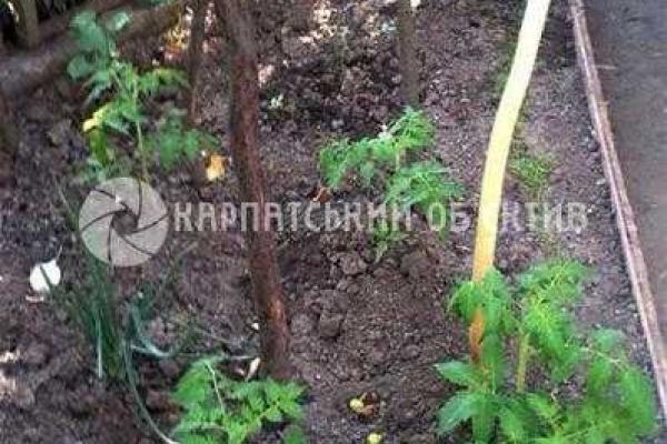 В Ужгороде воспитатель бьет детей... за помидоры В Ужгороде воспитатель бьет детей... за помидоры