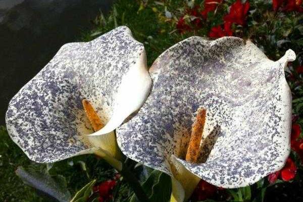 Репортаж из соцсетей: Извержение вулкана в Эквадоре