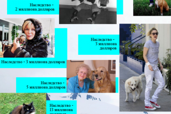 ТОП самых богатых животных мира. Инфографика ТОП самых богатых животных мира. Инфографика