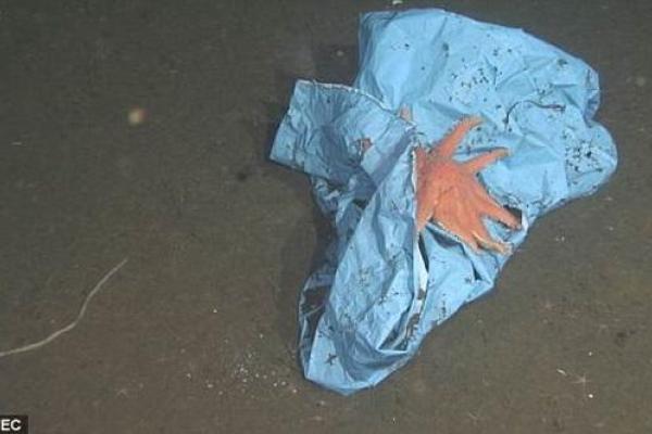 Печальная находка: на дне Марианской впадины найден пластиковый пакет Печальная находка: на дне Марианской впадины найден пластиковый пакет