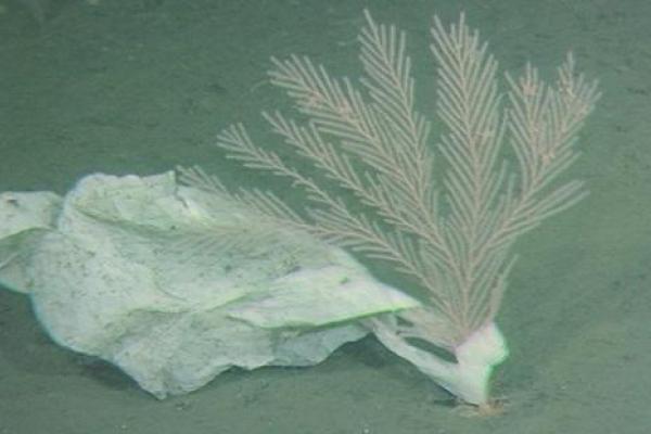 Печальная находка: на дне Марианской впадины найден пластиковый пакет Печальная находка: на дне Марианской впадины найден пластиковый пакет