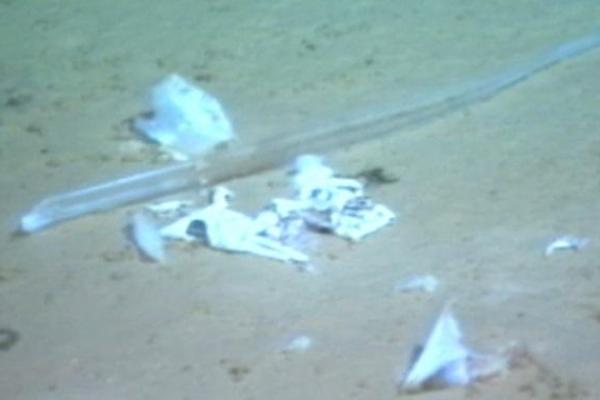 Печальная находка: на дне Марианской впадины найден пластиковый пакет Печальная находка: на дне Марианской впадины найден пластиковый пакет