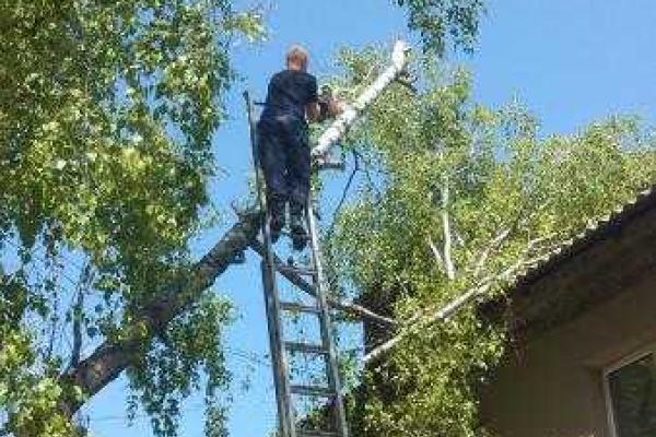 На Киевщине дерево упало на жилой дом