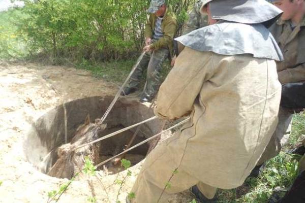 На Житомирщине спасатели достали коня из канализационного колодца На Житомирщине спасатели достали коня из канализационного колодца