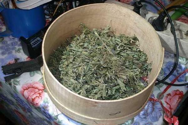 На Закарпатье изъят рекордный "урожай" конопли