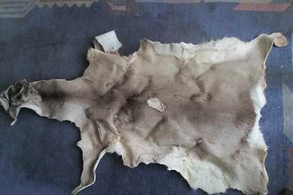 У жителя Закарпатья украли лошадь У жителя Закарпатья украли лошадь