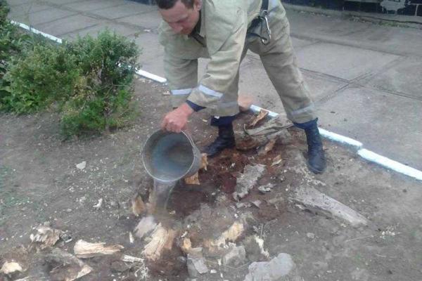 Херсонские спасатели «выселили» ос с территории детского сада