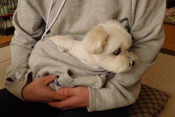 Японские дизайнеры разработали толстовку для ношения кошек