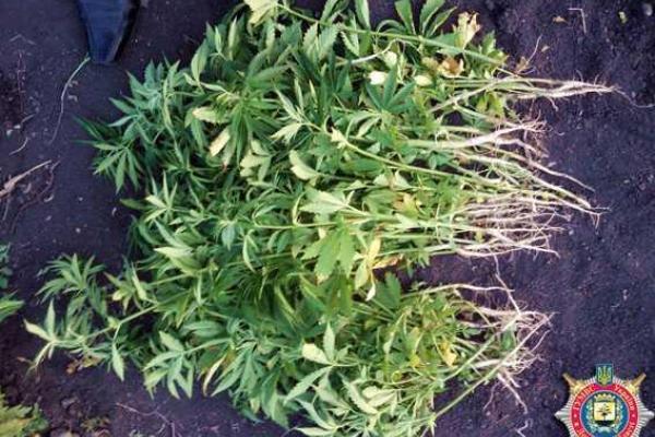 Житель Донетчины разбил конопляную плантацию на своем участке