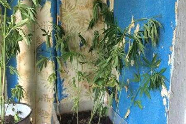 Харьковчанин вырастил в своей квартире плантацию конопли 