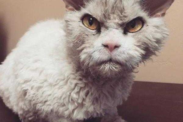 У Сердитой кошки появился конкурент – Напыщенный Альберт У Сердитой кошки появился конкурент – Напыщенный Альберт