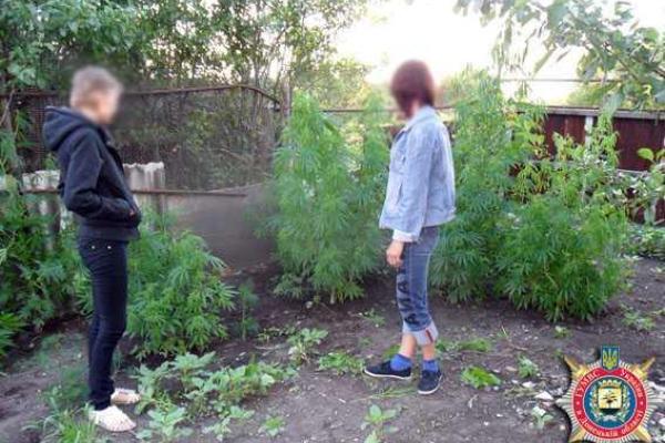 У жителя Донетчины ликвидирована плантация с коноплей