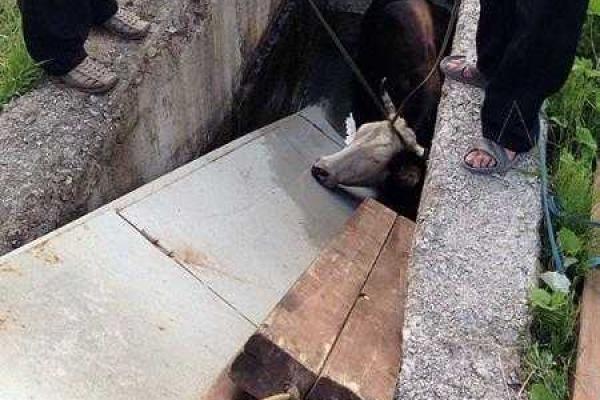 Корова упала в пожарный водоем на Закарпатье