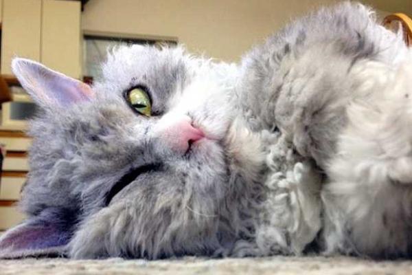 У Сердитой кошки появился конкурент – Напыщенный Альберт У Сердитой кошки появился конкурент – Напыщенный Альберт