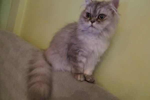 У пресс-секретаря Тимошенко живет кот с тризубом на лбу У пресс-секретаря Тимошенко живет кот с тризубом на лбу