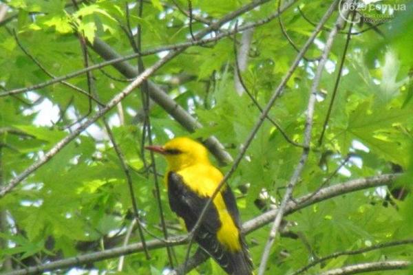 В Мариуполе поселилась экзотическая птица