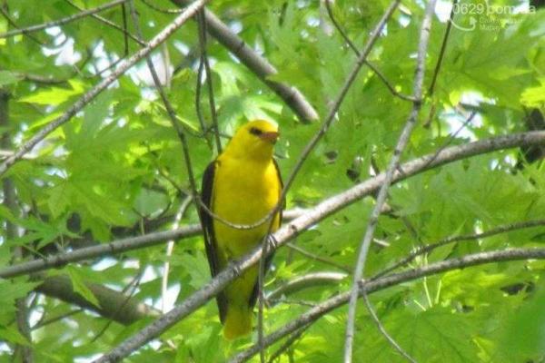 В Мариуполе поселилась экзотическая птица