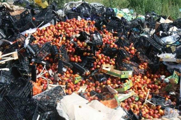 В Смоленске на свалке собирают санкционные персики на самогонку В Смоленске на свалке собирают санкционные персики на самогонку