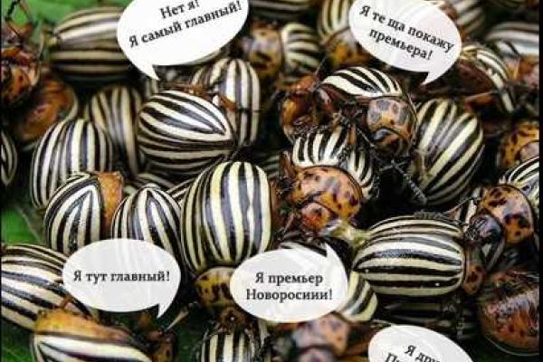 Блогеры показали свой вариант «переворота» в «ДНР»