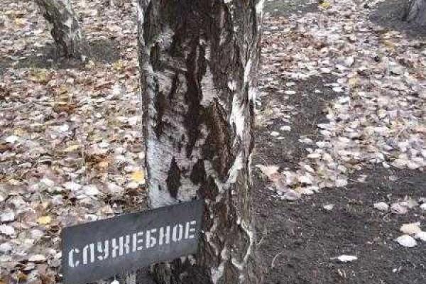 В Мариуполе обнаружили уникальное "служебное" дерево В Мариуполе обнаружили уникальное "служебное" дерево