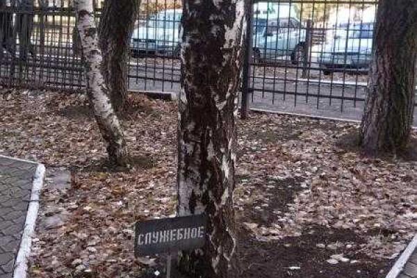 В Мариуполе обнаружили уникальное "служебное" дерево В Мариуполе обнаружили уникальное "служебное" дерево