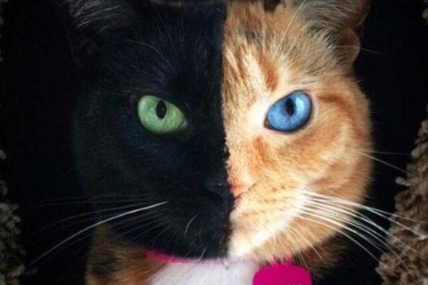 Необычная "двуликая" кошка стала новой звездой интернета. Видео